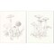 Nature Sketchbook B by Danhui Nai 12" x 15" Canvas Wall Art (Set of 2)